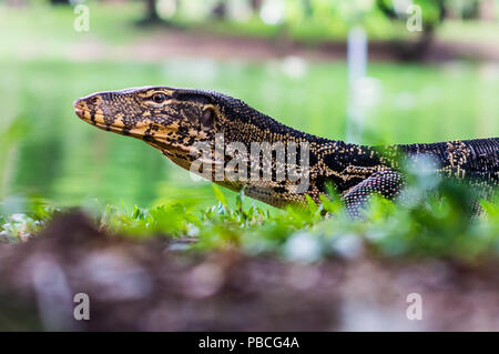 Moniteur géant de taille alligator Lizard AKA Water Monitors in Wildlife Sanctuary dans le parc Lumphini, Bangkok, Thaïlande Banque D'Images