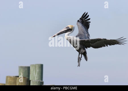 Brown Pelican Landing Février 13th, 2008 Bon Secour National Wildlife Refuge, New York Banque D'Images