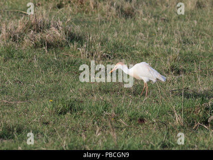 Héron garde-boeuf 3 mai 2015 Kingsbury comté, le Dakota du Sud Banque D'Images