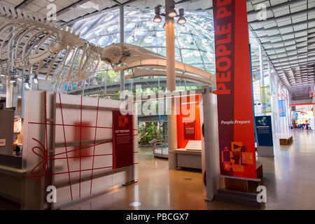 SAN FRANCISCO, USA - Oct 5, 2015 : l'intérieur de l'Académie des Sciences de Californie, un musée d'histoire naturelle de San Francisco, en Californie. C'est établir Banque D'Images