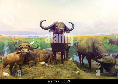 NEW YORK, USA - Sep 22, 2015 : modèle Buffalo à l'American Museum of Natural History (AMNH). C'est l'un des plus grands musées du monde. Banque D'Images