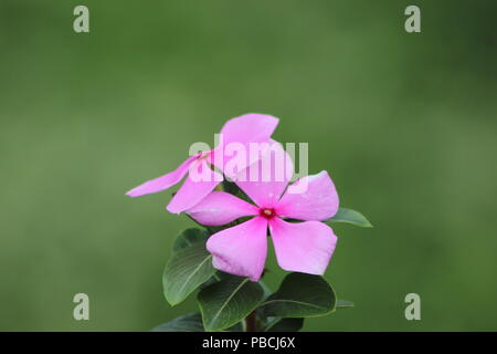 Un de belles fleurs Banque D'Images