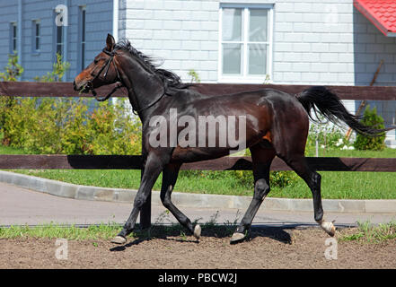 Cheval de race racer sur une prairie contre farm Banque D'Images