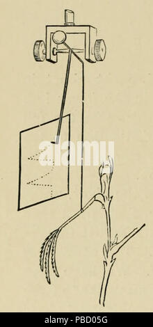 1254 Recherches sur l'irritabilité de plantes, fig. 1 Banque D'Images