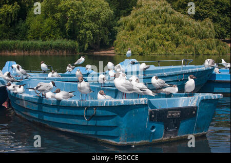 Les goélands, Black-Headed(Chroicocephalus ridibundus),volée d'oiseaux matures et immatures, plumage d'été avec Regents Park, Londres, Royaume-Uni Banque D'Images