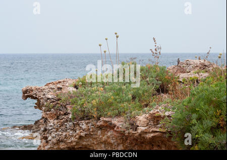Les roches de la côte d'Ibiza avec des arbustes Rock Samphire et Allium, et femelle Blue Rock Thrush, Ibiza, Baléares, Mer Méditerranée, Espagne Banque D'Images