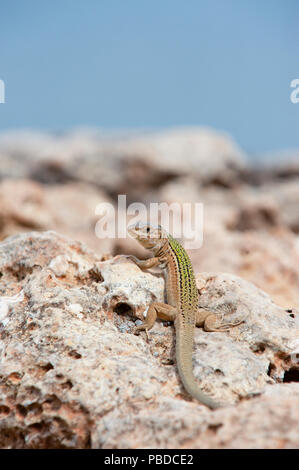 Ibiza, lézard des murailles (Podarcis pityusensis), sur des rochers sur la côte est de l'île d'Ibiza, Baléares, Mer Méditerranée, Espagne Banque D'Images