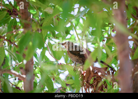 Blue Rock Thrush, femelle (Monticola solitarius), Ibiza, Baléares, Mer Méditerranée, Espagne Banque D'Images