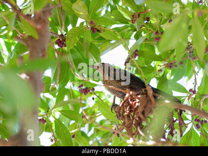 Blue Rock Thrush, femelle (Monticola solitarius), Ibiza, Baléares, Mer Méditerranée, Espagne Banque D'Images