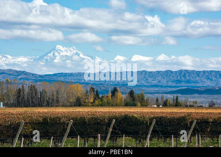 Tôt le matin jusqu'à la fin de l'automne : Aconcagua volcan de la Cordillère et vignoble. Gamme de montagne des Andes, dans la province argentine de Mendoza Banque D'Images