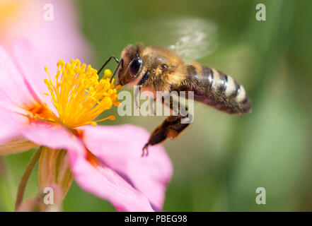 Hambourg, Allemagne. 12 Juin, 2015. L'abeille recueille le nectar d'un tournesol rose. Le nombre de colonies d'abeilles à Hambourg a plus que doublé depuis 2010. Il y a huit ans, seulement 2046 colonies ont été enregistrés auprès des autorités, maintenant le nombre est passé à 5639 (dpa 'Nombre de colonies d'abeilles est en augmentation - Apiculture à Hambourg est de plus en plus populaires" du 28.07.2018). Crédit : Daniel Reinhardt/dpa/Alamy Live News Banque D'Images