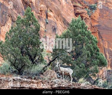 L'Utah, USA. 2 juin, 2018. Un mouflon (Ovis canadensis nelsoni) sur les pentes escarpées, des falaises rocheuses du sud-ouest de l'Utah Zion National Park. Les observations de moutons sauvages.sont recherchés par les touristes et les visiteurs. Credit : Arnold Drapkin/ZUMA/Alamy Fil Live News Banque D'Images