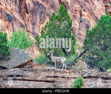 L'Utah, USA. 2 juin, 2018. Un mouflon (Ovis canadensis nelsoni) sur les pentes escarpées, des falaises rocheuses du sud-ouest de l'Utah Zion National Park. Les observations de moutons sauvages.sont recherchés par les touristes et les visiteurs. Credit : Arnold Drapkin/ZUMA/Alamy Fil Live News Banque D'Images