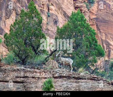 L'Utah, USA. 2 juin, 2018. Un mouflon (Ovis canadensis nelsoni) sur les pentes escarpées, des falaises rocheuses du sud-ouest de l'Utah Zion National Park. Les observations de moutons sauvages.sont recherchés par les touristes et les visiteurs. Credit : Arnold Drapkin/ZUMA/Alamy Fil Live News Banque D'Images