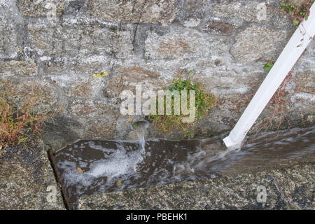 Mousehole, Cornwall, UK. 28 juillet 2018. Météo britannique. Sharp gratuites continuent à Cornwall, avec départ de boucher les drains. Crédit : Simon Maycock/Alamy Live News Banque D'Images