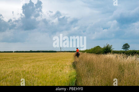 East Lothian, Ecosse, Royaume-Uni, le 28 juillet 2018. Météo France : nuages sombres se rassemblent avec un ciel menaçant d'orage avec une femme à cheval sur le bord d'un champ d'orge Banque D'Images