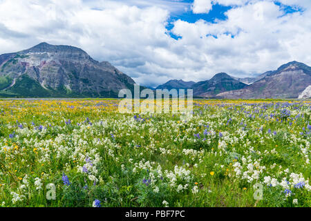 Fleurs sauvages en fleur dans une prairie alpine à Waterton Lakes National Park, Alberta, Canada Banque D'Images