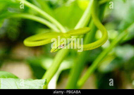 Oxybelis fulgidus également connu sous le nom de serpent de vigne vert camouflage sur Bush Banque D'Images