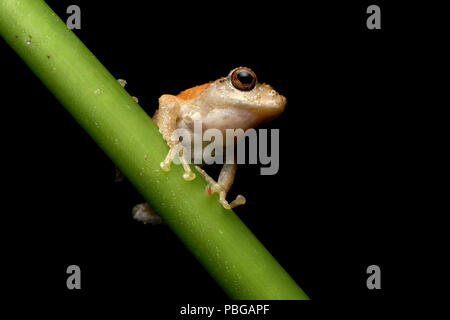 Kurixalus idiootocus Temple Tree Frog Banque D'Images