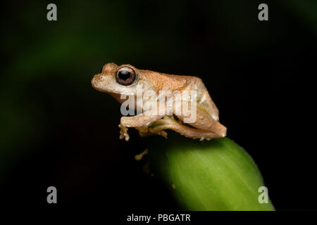 Kurixalus idiootocus Temple Tree Frog Banque D'Images