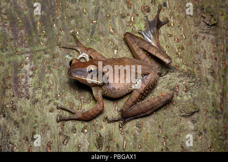 Polypedates megacephalus Rainette marron Banque D'Images