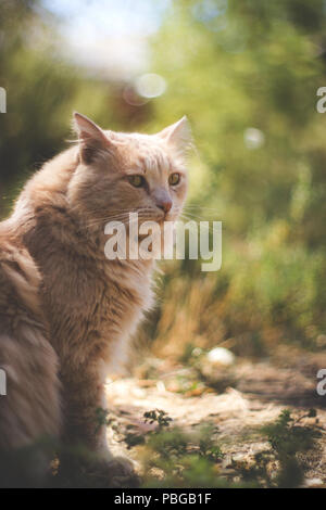 Les chats dans la nature, la photographie en plein air à tout moment de la journée, la lumière naturelle. Banque D'Images