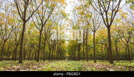 Arbre généalogique en caoutchouc caoutchouc en arrière-plan de la forêt. Forêt de caoutchouc en saison des pluies avec des feuilles vertes et jaunes Banque D'Images