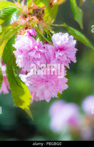 Les fleurs de cerisier rose d'un arbre en fleurs Banque D'Images