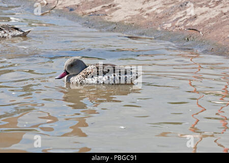 Un canard du Cap (Anas capensis) nager sur un petit lac au sud-ouest de l'Angleterre Banque D'Images