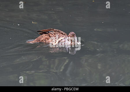 Une famille canard de Meller (Anas melleri) nager sur un petit lac dans le sud de l'Angleterre. Cette espèce menacée est endémique de l'Est de Madagascar Banque D'Images