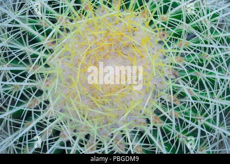 Close up Vue de dessus des cactus d'épines texture background Banque D'Images