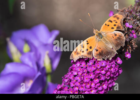 Un papillon de marque de question usé repose sur un peu de butterflybush aux populaires Rosetta McClain Gardens de Toronto. Banque D'Images