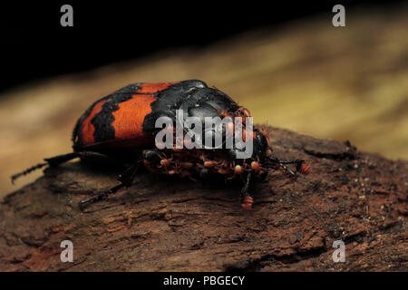 Sexton Beetle infestés par des acariens. Banque D'Images