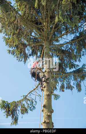 Un chirurgien de l'arbre fixe lui-même avec des cordes tout en réduisant un grand arbre Banque D'Images