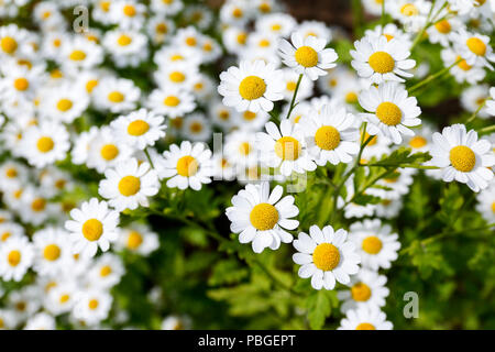 Fleurs de la grande camomille (Tanacetum parthenium), une plante médicinale utilisée traditionnellement pour le traitement des migraines Banque D'Images