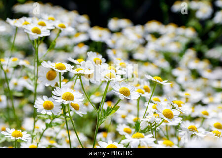 Fleurs de la grande camomille (Tanacetum parthenium), une plante médicinale utilisée traditionnellement pour le traitement des migraines Banque D'Images