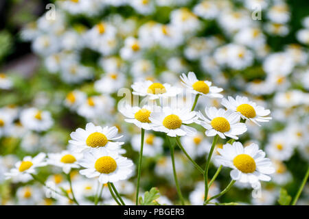 Fleurs de la grande camomille (Tanacetum parthenium), une plante médicinale utilisée traditionnellement pour le traitement des migraines Banque D'Images