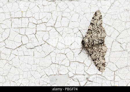 Truffée d'amphibien, Biston betularia, f. typica, reposant sur une porte peinte, altérés, Monmouthshire, Wales, UK. Famille des Geometridae. Banque D'Images