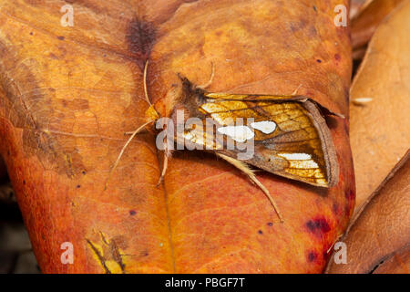 Spot or spongieuse, Plusia festucae, famille des Noctuidae, Juillet, Monmouthshire Banque D'Images