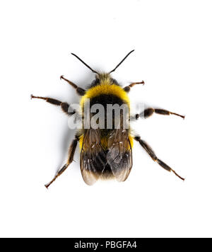 White-tailed Bumblebee, Bombus lucorum, Monmouthshire, Wales, UK, juillet. Apidae Famille Banque D'Images