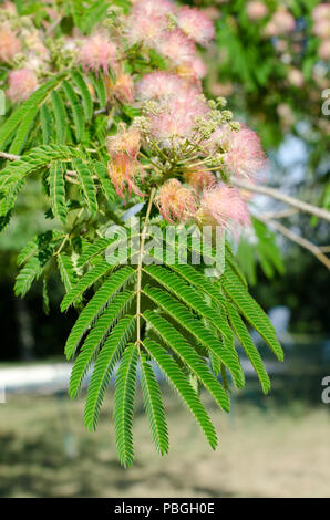 Close up de fleurs sur un arbre mimosa Banque D'Images