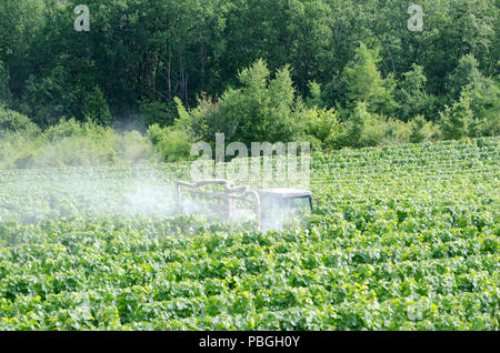 La pulvérisation d'agriculteurs de vignes dans un vignoble français avec le tracteur Banque D'Images