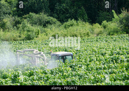 La pulvérisation d'agriculteurs de vignes dans un vignoble français avec le tracteur Banque D'Images