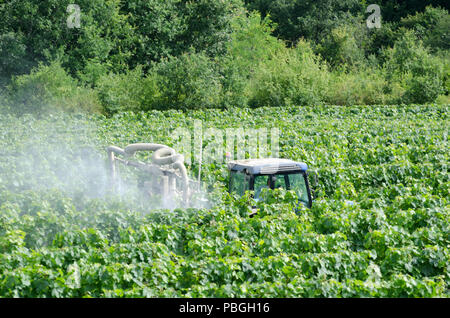 La pulvérisation d'agriculteurs de vignes dans un vignoble français avec le tracteur Banque D'Images