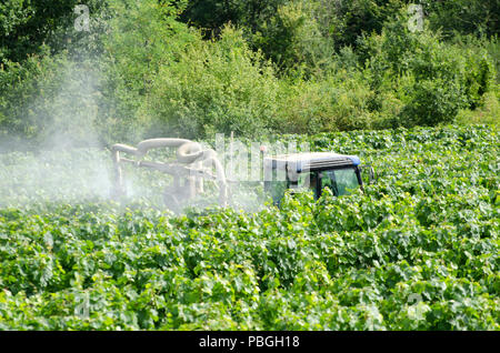 La pulvérisation d'agriculteurs de vignes dans un vignoble français avec le tracteur Banque D'Images