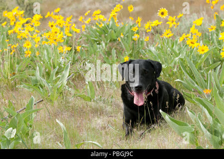 Labrador noir couché dans un patch de près de Boise IDAHO balsamorhize arrowleaf Banque D'Images