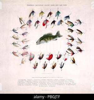 American Standard black bass et lake vole ca 1883 Banque D'Images