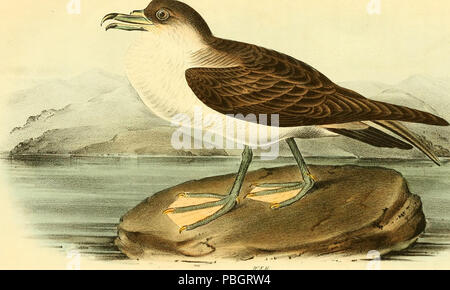 1616 Les oiseaux d'Amérique - à partir de dessins réalisés aux États-Unis et leurs territoires (1840) (14750544755) Banque D'Images