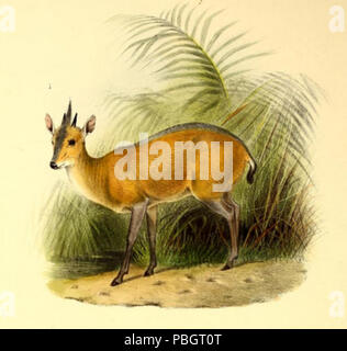 1617 Le livre d'antilopes (1894) Cephalophus rufilatus Banque D'Images