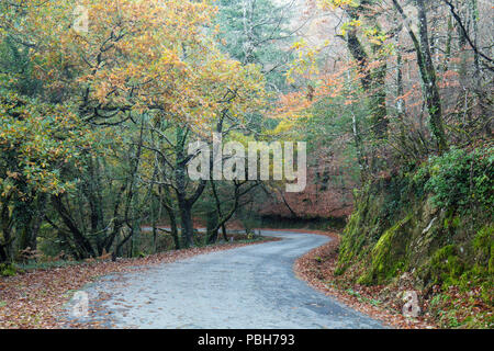 Automne route à travers les arbres dans la forêt nationale de l'Albergaria da Mata. Parc national de Peneda-Geres. Banque D'Images